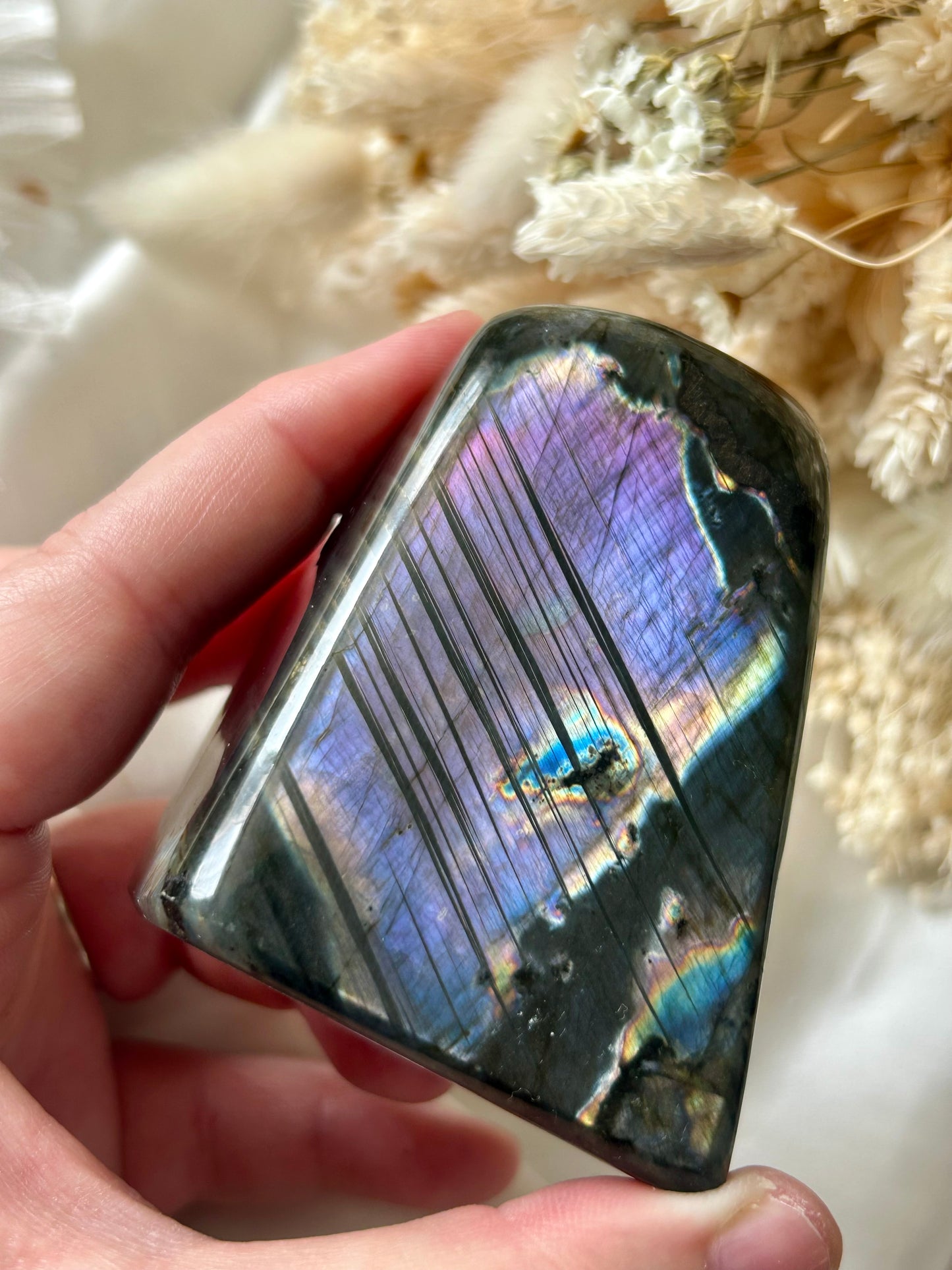 Polished Labradorite with vibrant purple and golden sunset flash, resting on ivory silk surrounded by soft cream and blush dried flowers.