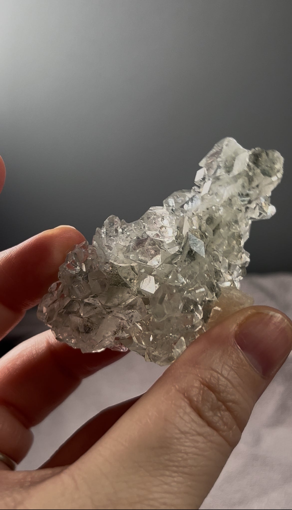 Listing for faunaraven