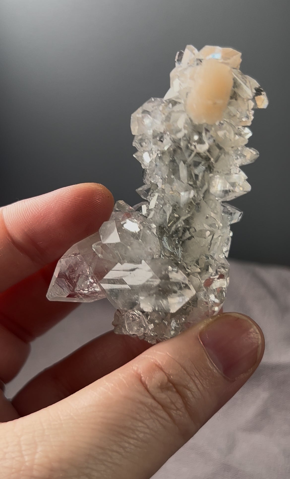 Listing for faunaraven