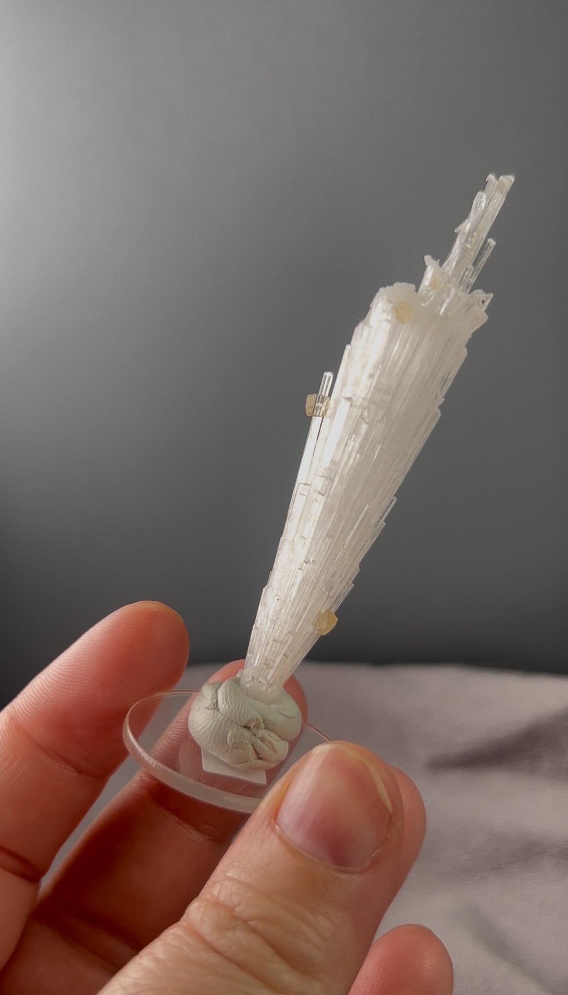 Listing for faunaraven